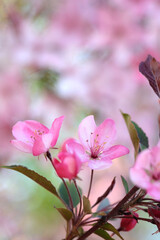 Pink apple blossom and leaves on a blurred background.