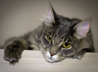 portrait of a cat, кот, кошка