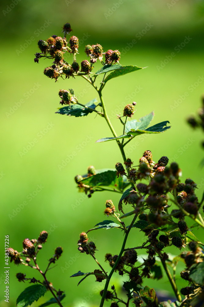 Wall mural unripe blackberry fruits outdoors on a plant.