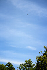 Obraz premium Flying stork in the blue sky.