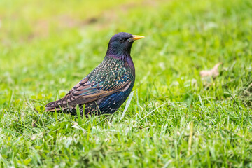 The common starling or European starling, Sturnus vulgaris, on a sprng lawn.