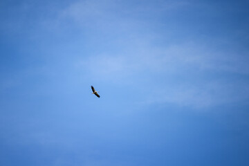Fototapeta na wymiar Flying stork in the blue sky.