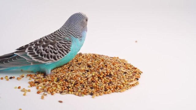 Blue wavy parrot eats bird food on a white background. pet shop.