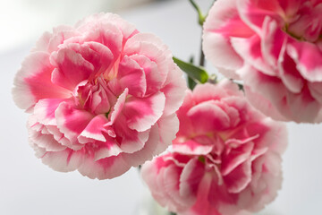 Pink Carnations White Background