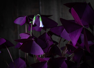 sour cherry flower, кислица лесная