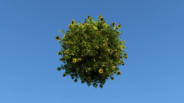 Small planet made of sunflowers against a blue sky.