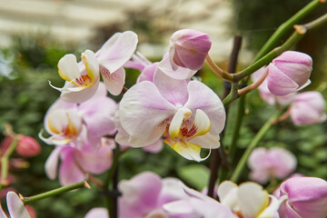 Fototapeta na wymiar Fancy colored orchids blooming in the park