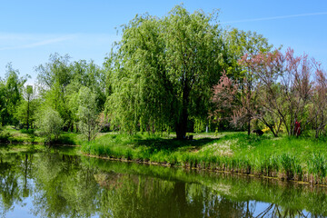 Landscape with old green trees near Mogosoaia lake and park, a weekend attraction close to  Bucharest, Romania, in a sunny spring day.
