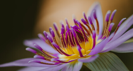 Beautiful Water lily flower close-up macro photograph. purple petals and yellow and dark violet pollen pattern in focus.