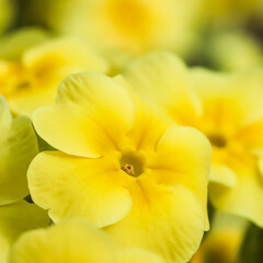 Obraz na płótnie Canvas Blooming yellow primrose in the spring garden.