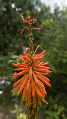 orange flower in the forest