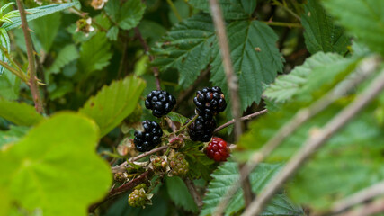 blackberry on the bush