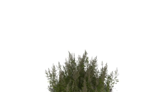 The top of a coniferous bush sways on a white background.