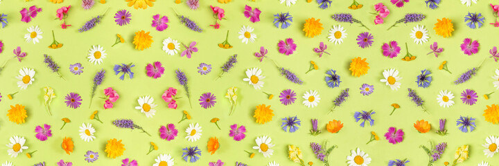 Banner made with colorful wild flowers on a green background, as a backdrop or texture. Spring, summer natural wallpaper for your design. Top view Flat lay
