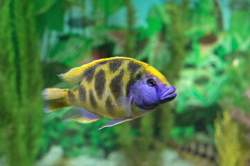 Close-up of exotics yellow blue cichlid fish swimming towards on blurry natural background. Communication with pet or favorite aquarium fish.