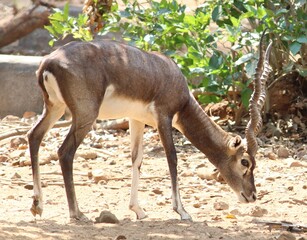 impala in the zoo