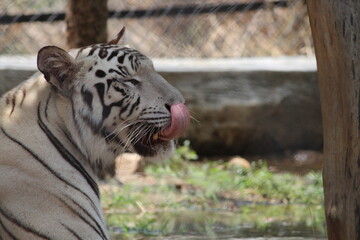 tiger in zoo