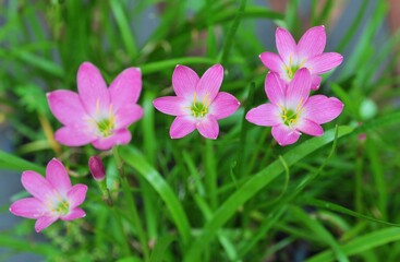 Pink zephyranthes flowers and green leaves background.