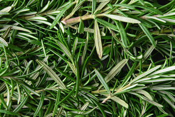 Fresh rosemary as background, closeup
