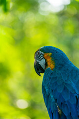 A portrait of Gold and Yellow macaw