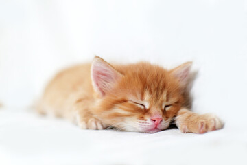 sleeping sweetly Beautiful bright red kitten on a white background. Young cute little red kitty. Long haired ginger kitten play at home. Cute funny home pets. space for text