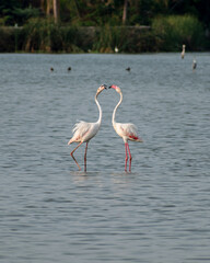 Greater flamigos spotted at Chennai, Tamilnadu, India