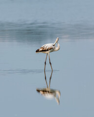 Greater flamigos spotted at Chennai, Tamilnadu, India