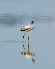 Greater flamigos spotted at Chennai, Tamilnadu, India