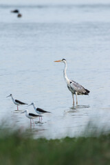 Grey Heron spotted at a marshland in Chennai