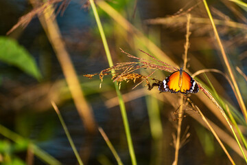 Plain tiger butterfly