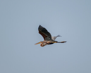 Purple Heron in fight