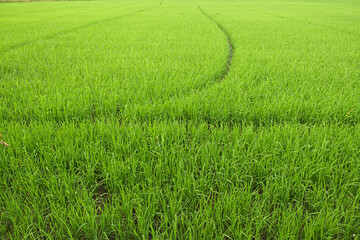 green rice field, growing rice
