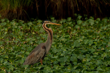 Purple Heron spotted at a marshland in Chennai
