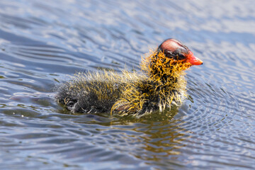 American Coot chick swimming in a lake. Santa Clara County, California, USA.