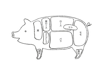 豚肉の部位説明-手描きのイラスト