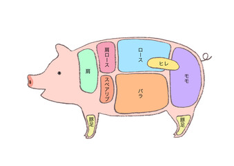 豚肉の部位説明-手描きのイラスト