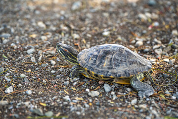 Red-eared turtle (Trachemys scripta elegans) crawling on land. 