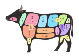 牛肉の部位説明-手描きのイラスト