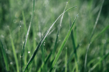 Fototapeta na wymiar Green grass with dew drops summer background, green gras meadow in the morning