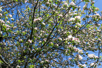 Blooming white apple tree.