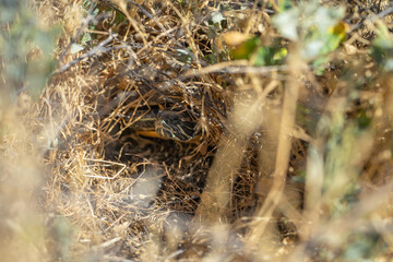 Red-eared turtle (Trachemys scripta elegans) is hiding in the grass.  