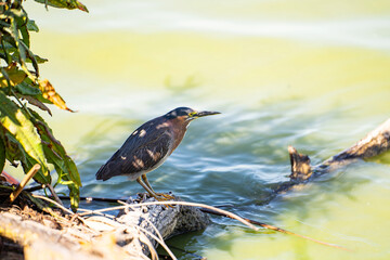 Green heron (Butorides striatus) stands on the shore of the lake. 