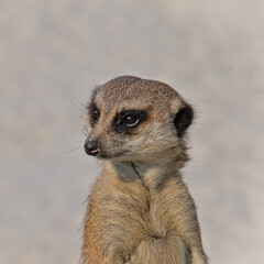 portrait d'un suricate dans un parc
