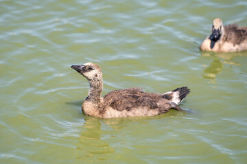 Grown duckling swims on the lake.