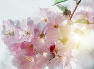 Pink cherry blossoms in full bloom beautiful spring background