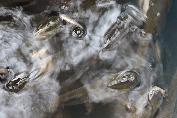 fish stock on shop for sell