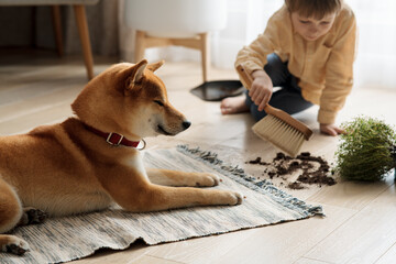 Preschooler boy cleaning up the mess that their domestic guilty dog made. Pet Damage concept