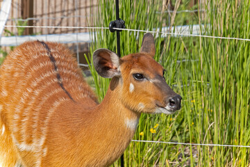 un sitatunga dans un parc animalier
