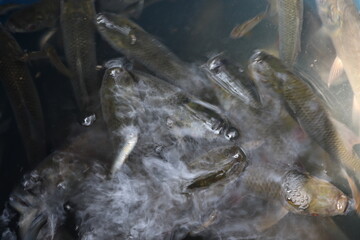 fish stock on shop for sell