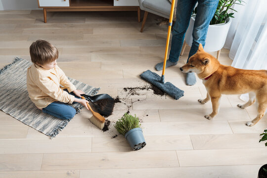 Two Brothers Cleaning Up The Mess That Their Domestic Guilty Dog Made. Pet Damage Concept